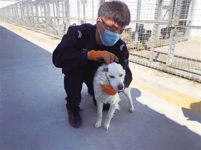 呼和浩特所有犬只将进入“身份证”时代，市民足不出户即可办理狗证狗(图1)